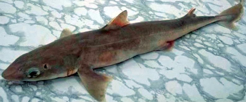 squalus megalops_04.jpg